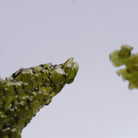 A close-up of a translucent kelp-olive-green whale fluke, with a textured, fragmented glass surface, photographed against a plain light gray background.